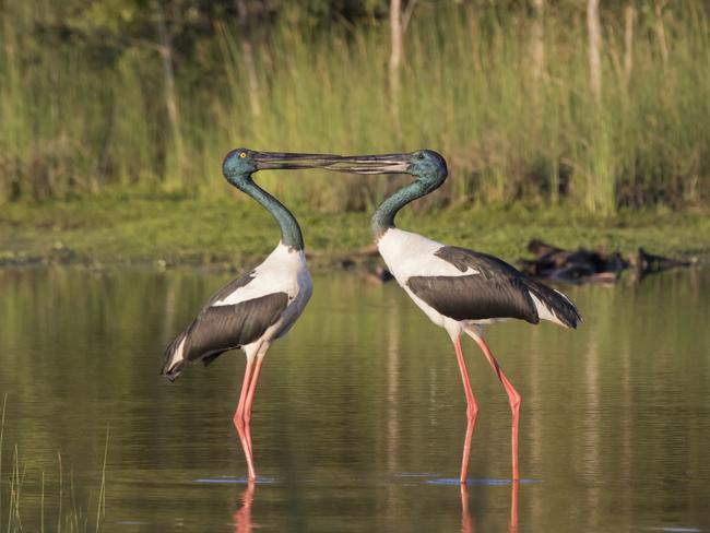 Storks, Byron Bay Wetlands.