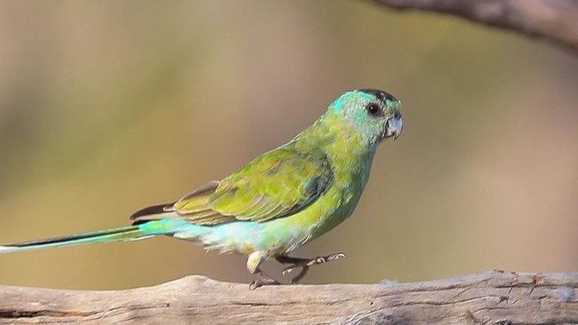 A female golden shouldered parrot at Artemis Station. Picture: Peter Carruthers