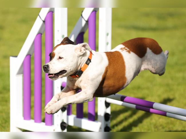 Melbourne Royal All Dog Breeds Championship Show winners