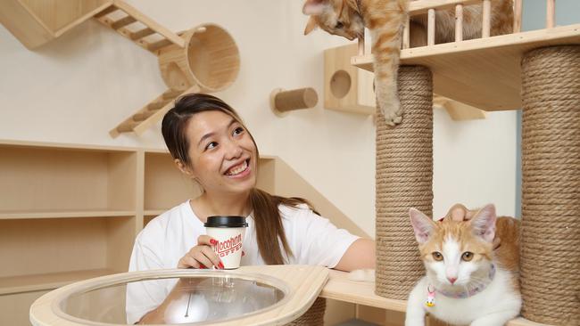 Maggie Jin is opening the Yumiao Cat Cafe in Waterloo. Picture: David Swift