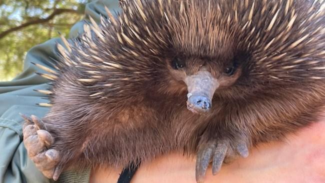 There's plenty to see at the Australian Reptile Park, but I couldn't go past my personal favourite.