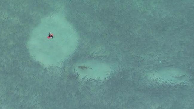 Sharks spotted swimming near surfers in Bondi Beach. Picture: Twitter