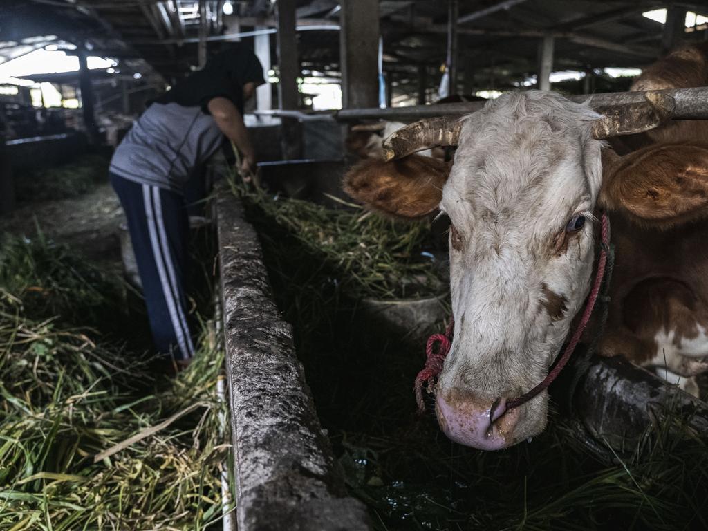 Indonesia is battling an outbreak of foot and mouth disease, a highly-contagious disease that affects hoofed animals such as cows and pigs. Picture: Ulet Ifansasti/Getty Images