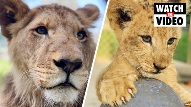 Phoenix the lion cub at Mogo Zoo