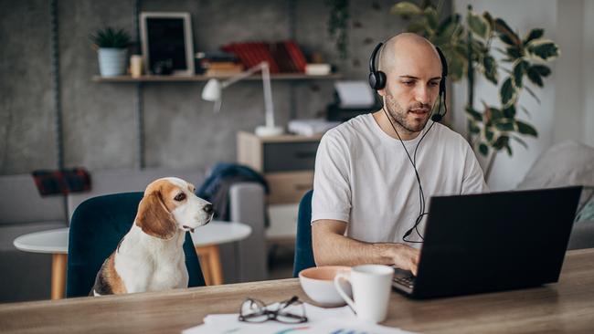 One man, young man sitting on sofa at home, working on laptop, wearing headset, his pet dog is sitting next to him on sofa.