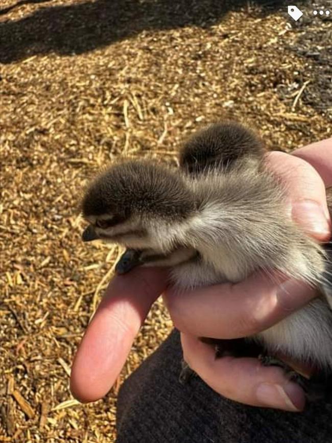 A photo of ducklings found by residents near Cammeray Park.