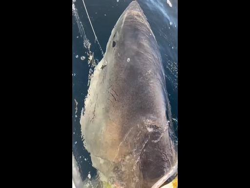 Largest great white shark ever caught off holiday hotspot