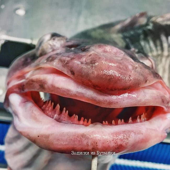 This fish has lips to die for. Picture: Instagram