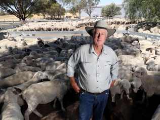 17/1/2019
Tony Seabrook, Pastoralists and Graziers Association president, with his sheep on his farm in York
Pic Colin Murty The Australian