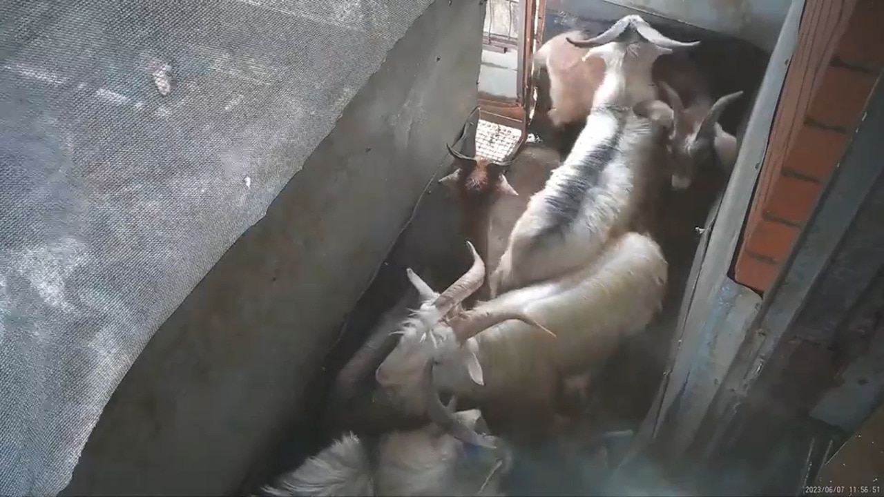 Hidden camera footage from Snowtown Abattoir shows goats, sheep killed without stunning