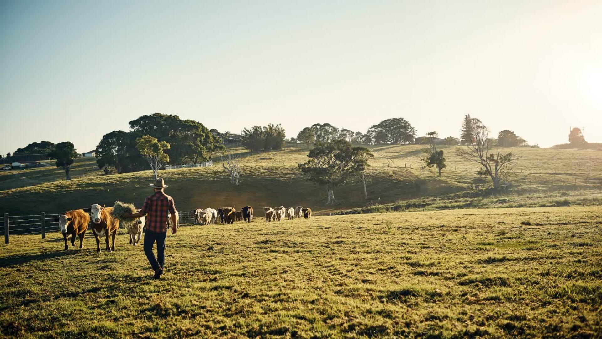 How ‘everyday farming’ in Victoria will change with power line projects