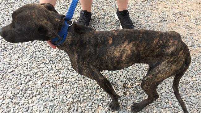 Cooper when he was found emaciated alongside two other dogs. He was the only dog which survived and was successfully adopted. Picture: RSPCA