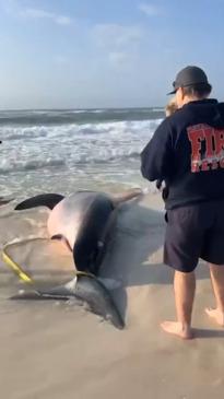 Pregnant great white shark washed up on beach