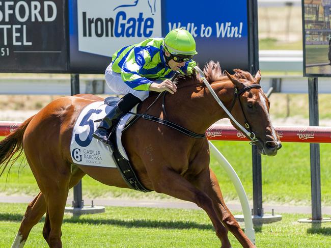 Kuroyanagi cruises to victory on debut at Gawler. Picture: Makoto Kaneko