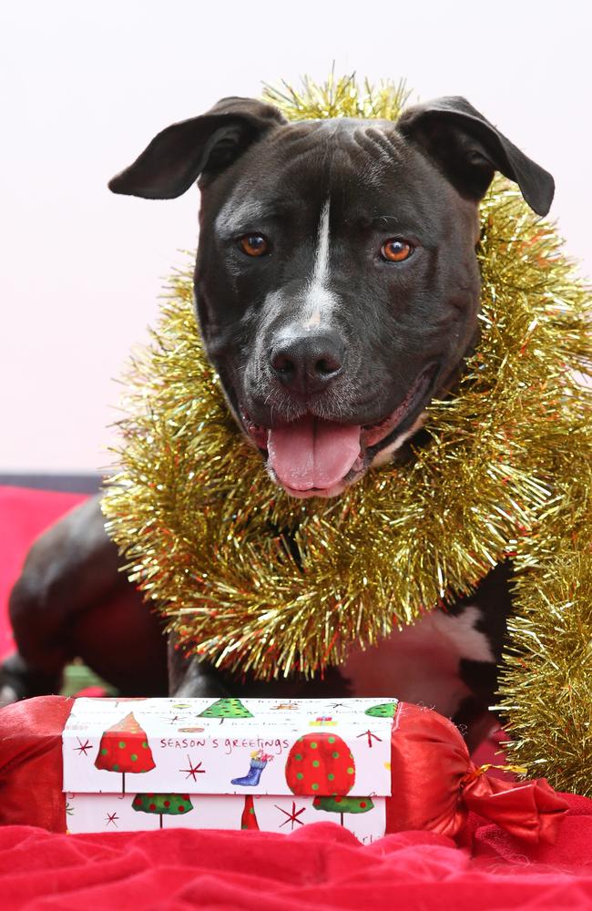 12 strays of Christmas 2018: Rescue dogs looking for a home in ...