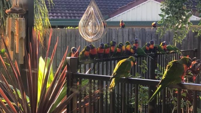 Rainbow lorikeets in Jennifer Redmond's back yard at Riverhills, Brisbane. The photo received more than 40,000 likes on the View from a Window Facebook page. Picture: Facebook/Jennifer Redmond