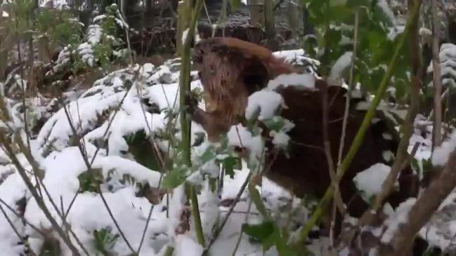 Busy beavers munch on branches in snowy enclosure at Oregon Zoo