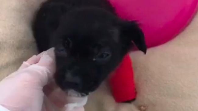 Tiny 4-Week-Old Puppy Fights for Life After Being Abandoned