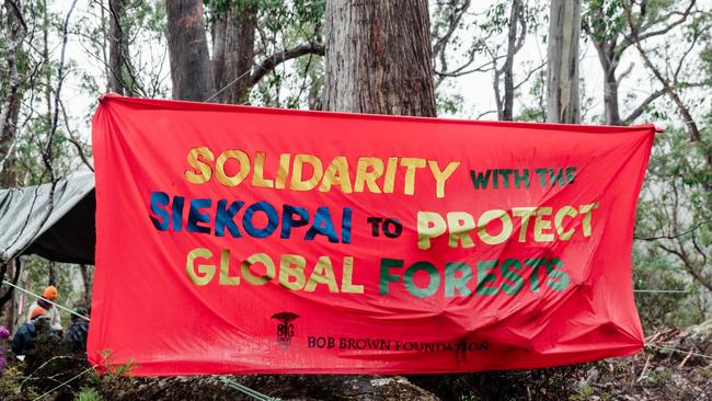 The Bob Brown Foundation will be camping in trees, exploring the high canopies and treetops to protect threatened Swift Parrot breeding forests. Photo: Supplied