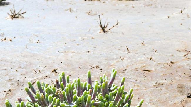 Grey samphire at Kinka wetlands. Picture: Kylie Jones