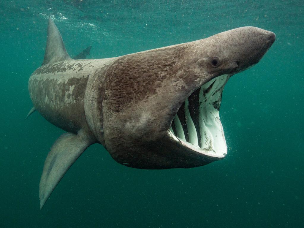 Underwater Photographer of the Year 2018. COMMENDED Category 9. British Waters Wide Angle Credit name: Will Clark/UPY 2018 Nationality: United Kingdom Image caption: Basking shark feeding Country taken: Scotland Location: Off the Isle of Coll. “ Each year dozens of basking sharks arrive to the rich waters off the Inner Hebrides archipelago as part of their annual migrations. A bloom in plant plankton occurs in the warming springtime waters, which leads to an explosion in the numbers of animal plankton at the height of summer. “