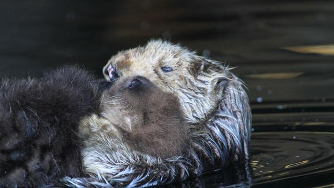 It looks like a relaxing swim. Picture: Geraldine Davies/Caters News