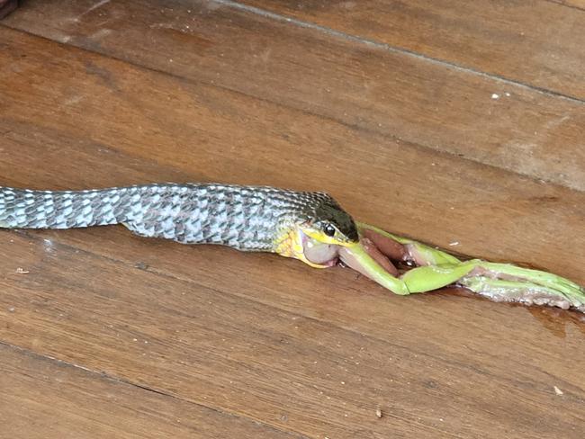 The snake decided to let go of lunch when it was caught. Picture: Danica Clayton