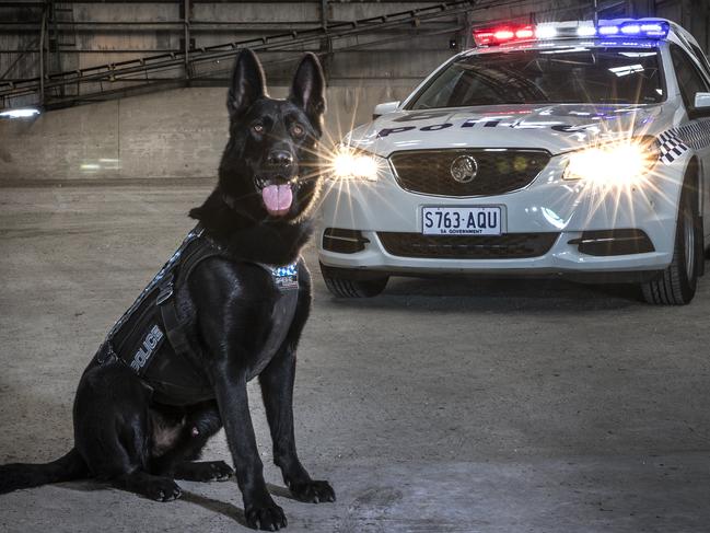 Jax the German Shepherd ready for work. Picture: Sarah Reed