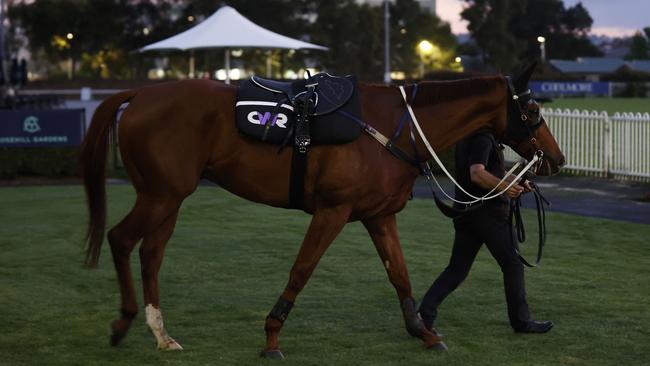 The Everest 2022 favourite Nature Strip with strapper Stuart Williams after track work this week at Rosehill Gardens Racecourse. Picture: Jonathan Ng