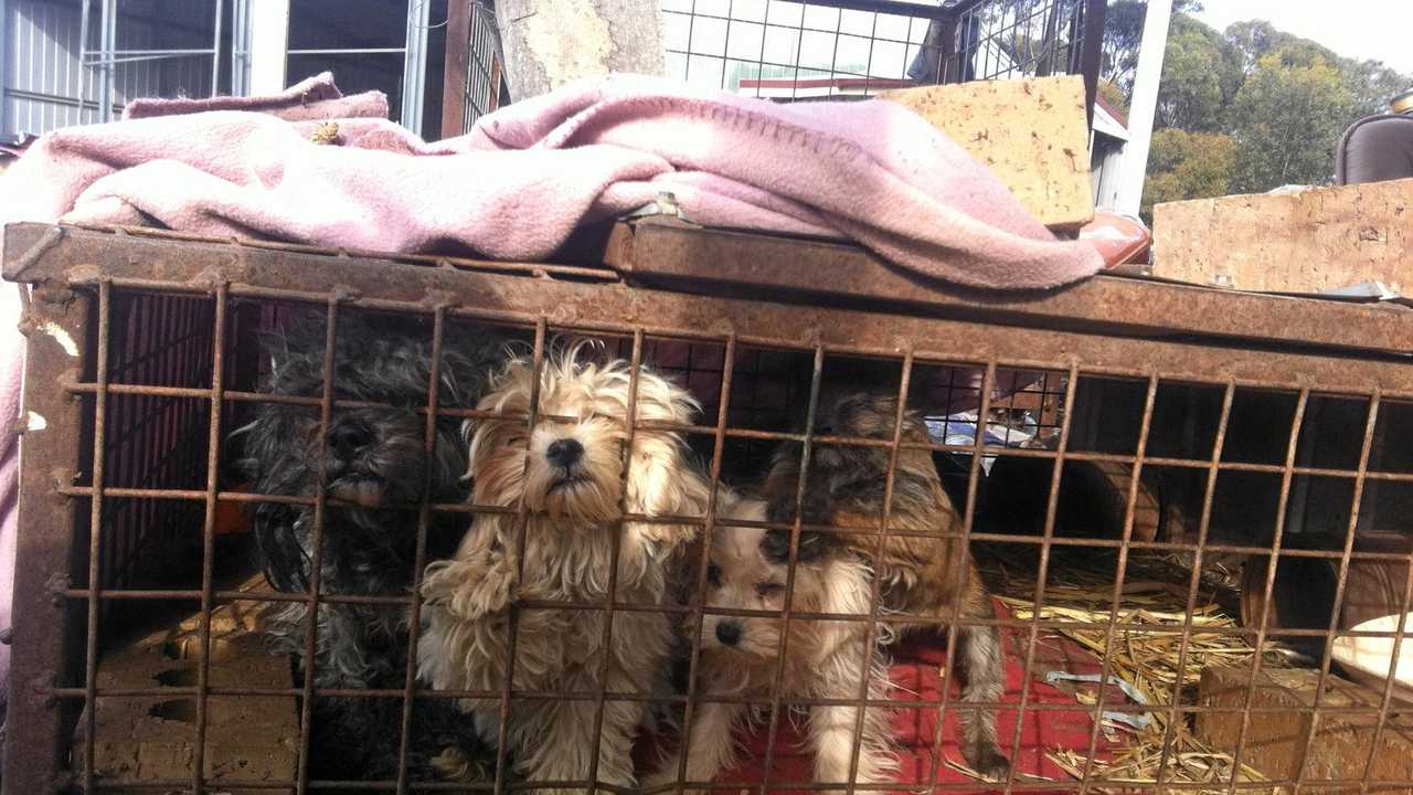 Illegal best sale puppy farms