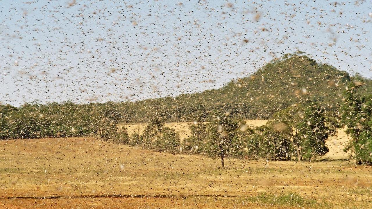 If conditions are right, plague locusts can swarm in huge numbers. Picture: Department of Primary Industries.