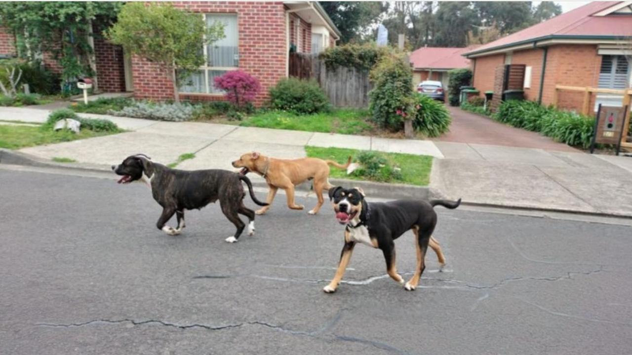 A photo uploaded to a Sunbury Community Facebook group of three dogs on the loose on Thursday afternoon.