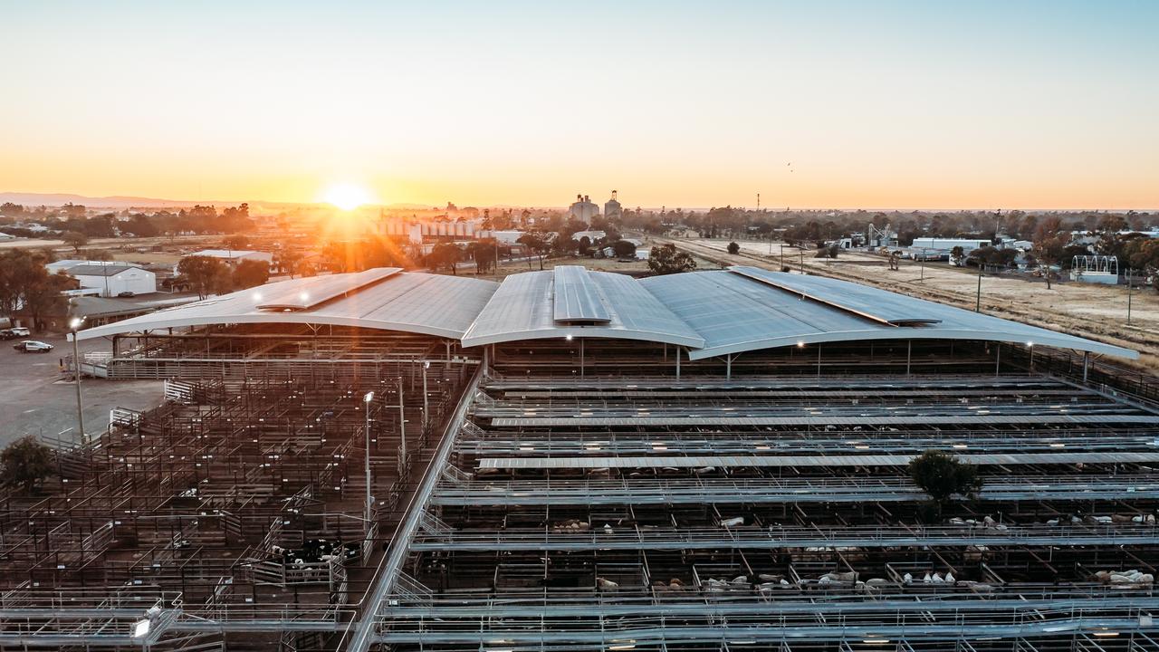 Dalby Saleyards ranks among best performing in Australia