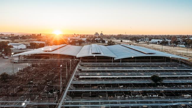 Dalby Saleyards 14/1/25