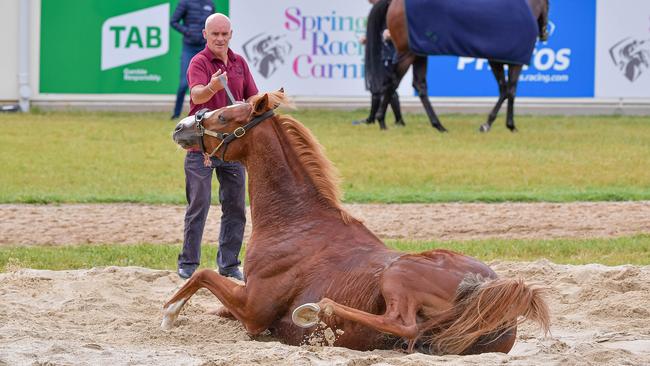 Il Paradiso after a session at Werribee. Picture: Jason Edwards