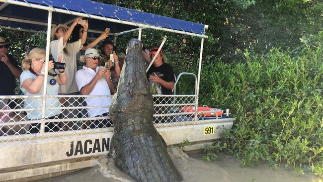 Saltwater crocodile Dominator leaps for his food on jumping croc tour on the Adelaide River. Picture: HAYLEY SORENSEN