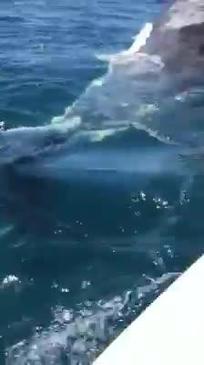 Shark swims at boat off Mooloolaba. Video: Ashley Symonds