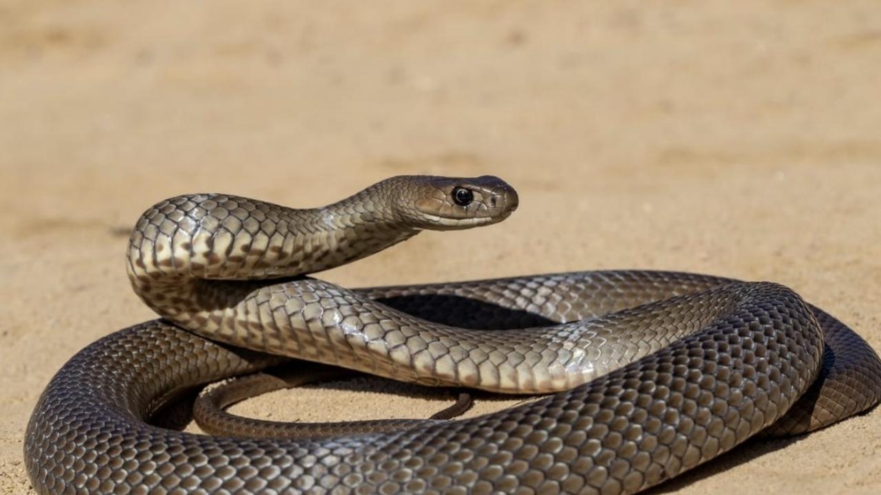 The snake was ‘likely’ a brown snake. Picture: Ken Griffiths/Supplied