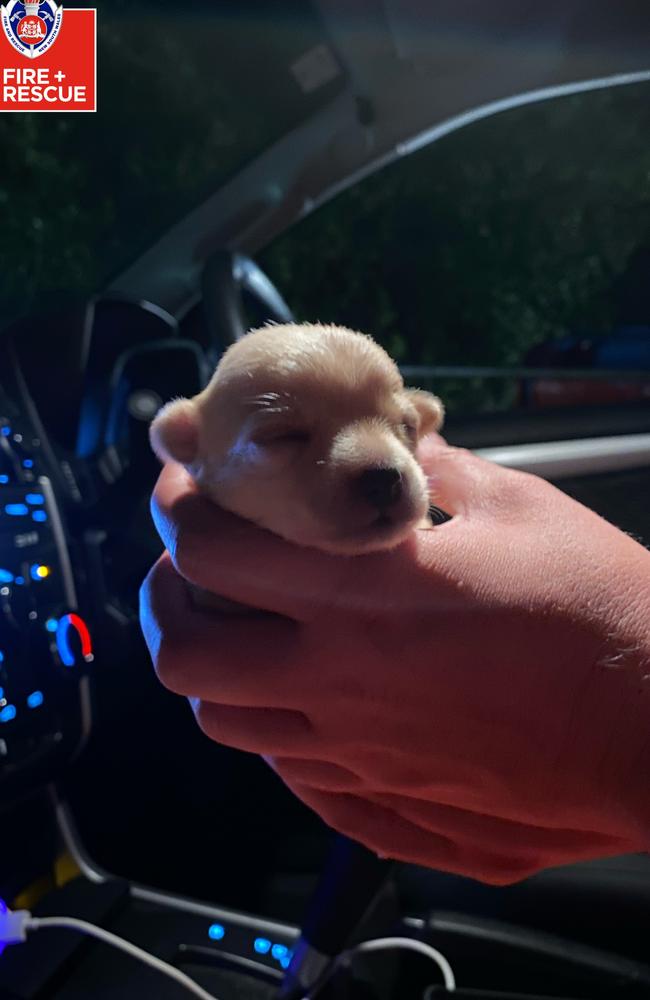 Puppies rescued from floodwaters outside of Casino, NSW. Picture: Fire and Rescue NSW