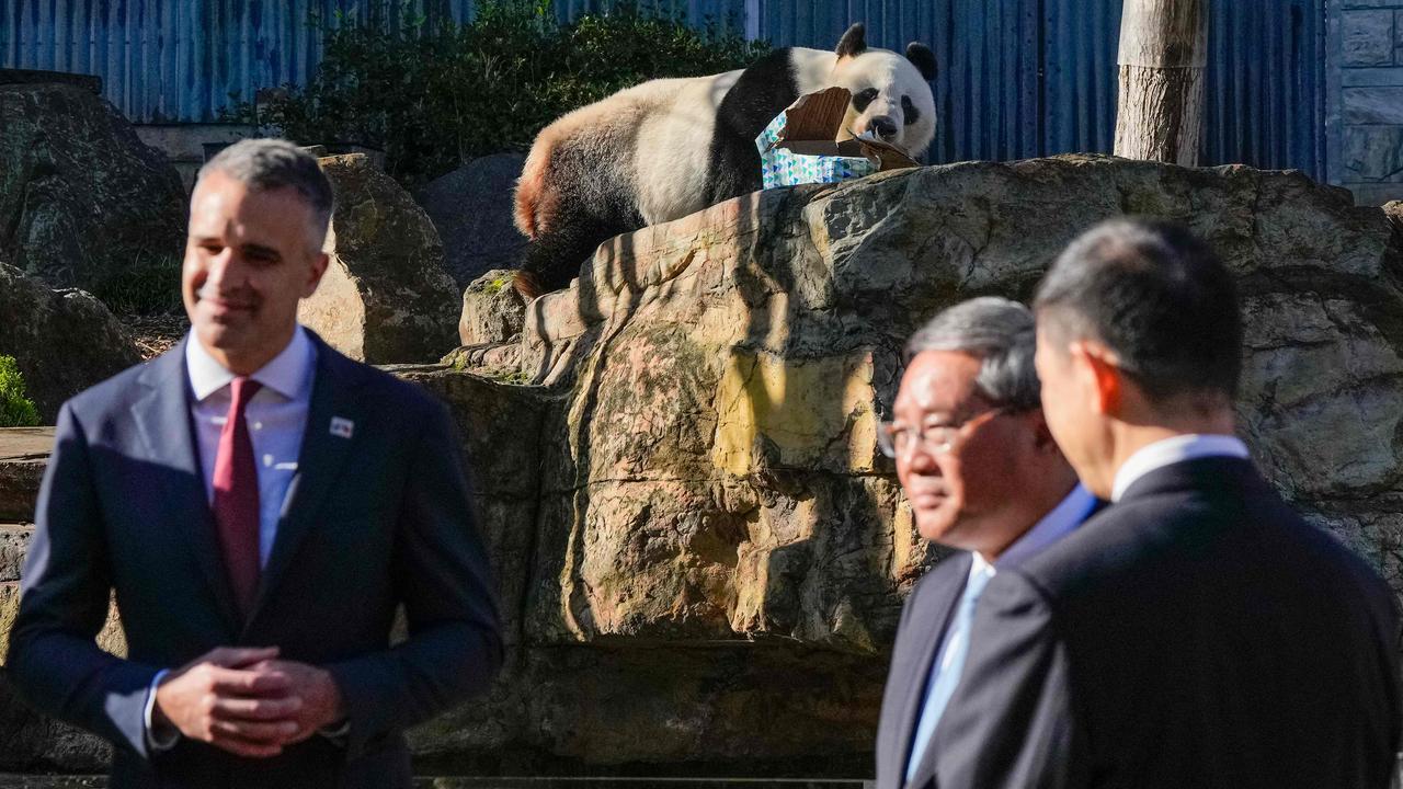 Wang Wang the panda chews a box as South Australian Premier Peter Malinauskas and China's Premier Li Qiang listen to a zoo ranger at the Adelaide Zoo. Picture: Asanka Ratnayake / AFP