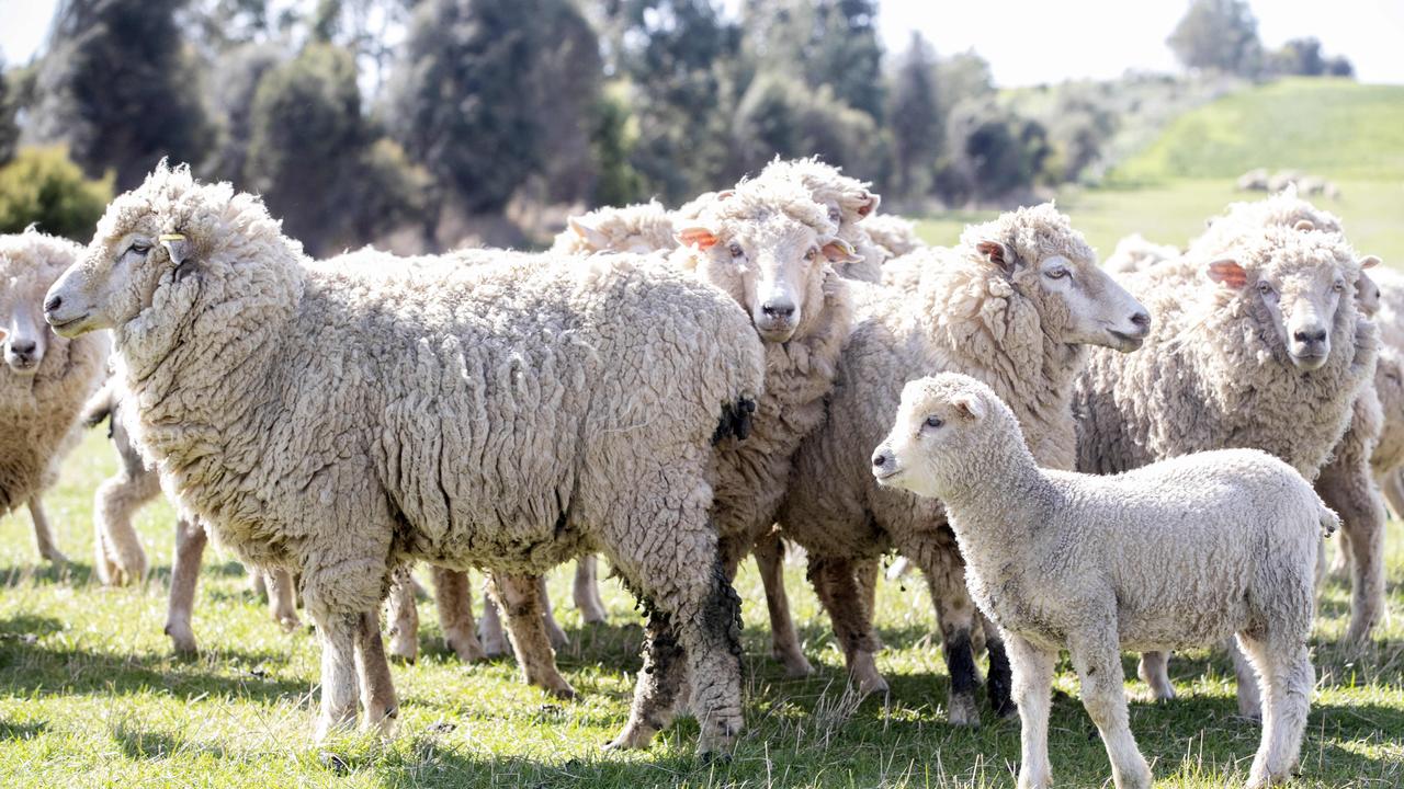 Sheep prices have plummeted. Picture: Chris Kidd