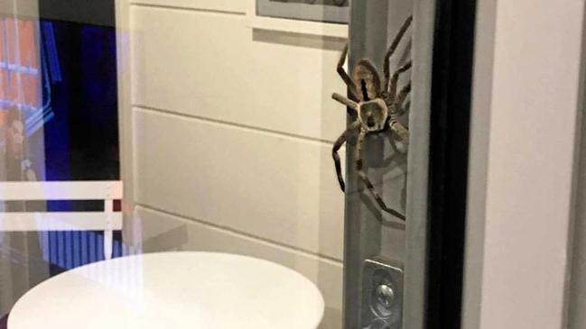 THATS HUGE: Daily reader Lauren Ansell sent in this photo of an enormous spider she found at her Mt Coolum home. Picture: Contributed