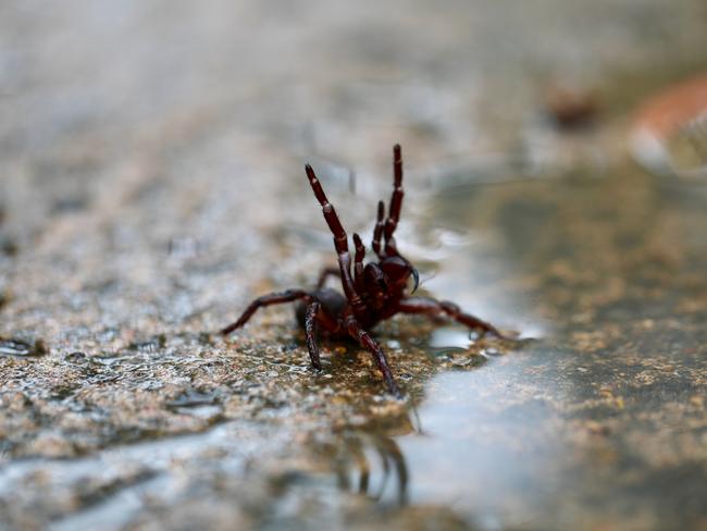 After torrential rain and widespread flooding, the Australian Reptile Park is issuing a warning to the public about funnel-web spiders. Picture: Supplied