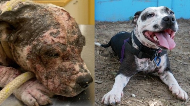 Shocking before and after photos reveal the extent to 'Dolly' the Staffordshire Bull Terrier's suffering at the hands of Clint Buckland and Lisa Radford. Photo/RSPCA.