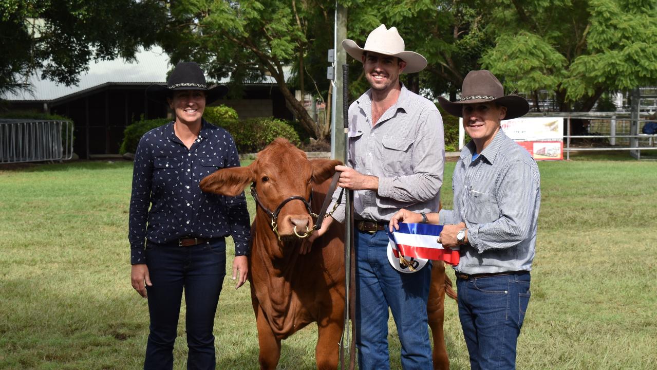 Junior Champion male from Rakkus Limousins at the first day of the Gympie Show, 2022.