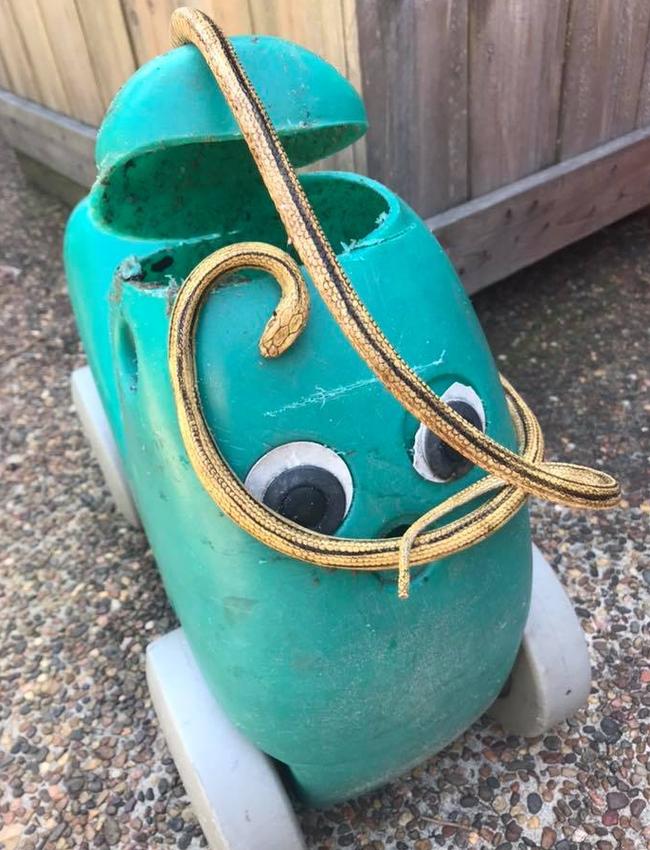 A childcare centre were extremely worried after they saw a snake go into a toddlers bike. Tina and John Mostyn had to dismantle the bike to get the snake out.