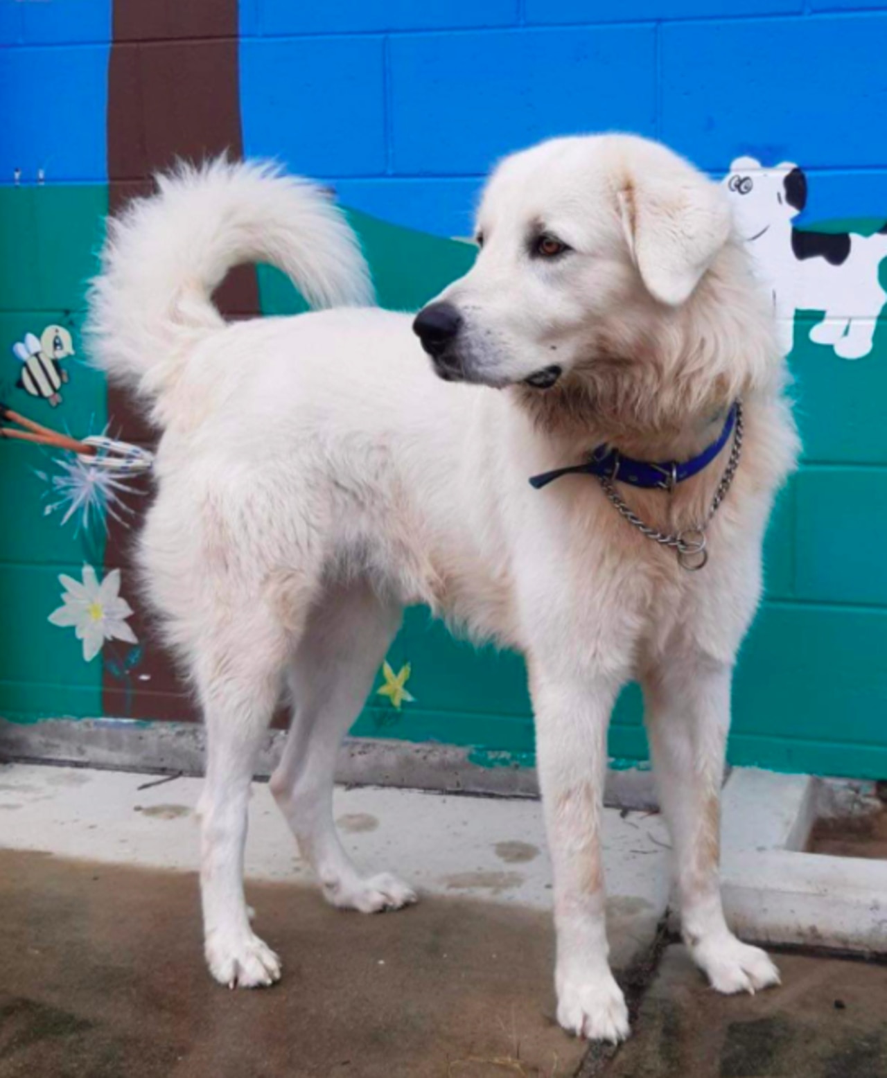 Maremma Sheepdog Boss, 2, was set to be put down by local council.