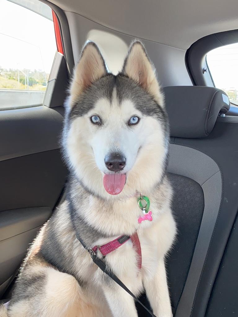 17/09/2020 - One-year-old Siberian Husky Nala on her big first road trip staring at mum with her beautiful big blue eyes. Picture: Dayna