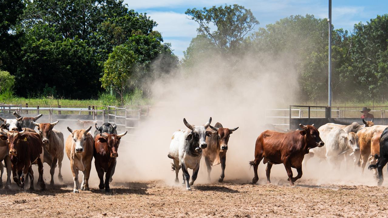 Some of Mr Simpson’s own bulls, pictured here at his Berry Springs ranch, will feature in the rodeo tournament. Picture: Pema Tamang Pakhrin