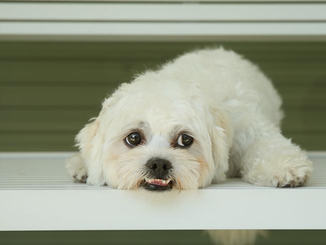 This dog Chloe was given up to the Animal Adoption Agency in Llandilo after her ‘parents’ recently divorced (She is not the dog involved in the Family Court battle above). Picture: Richard Dobson